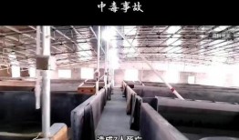 彭州网友爆料事件最新,揭秘事件背后惊人真相！